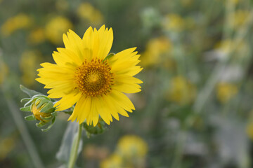Golden Crownbeard (Also called Golden Crownbeard, Copen Daisy, golden crown beard) in the nature,...