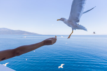 feeding seagulls from ferry boat in motion on summer day