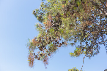 Pine tree branches with pine cones under a bright clear blue sky.