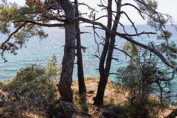 Shaded Pine Trees with Sparkling Sea View