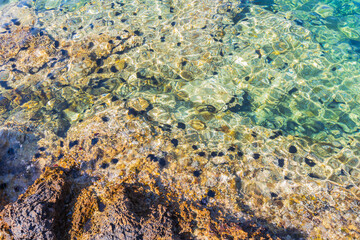 Clear water revealing sea urchins on rocky seabed in Mediterranean