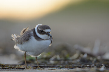 Common ringed plover