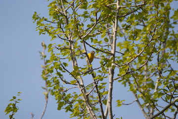 Migrating Nashville Warbler on a thin branch