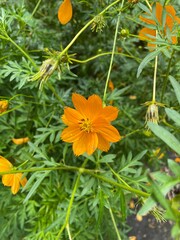 orange marigold flower