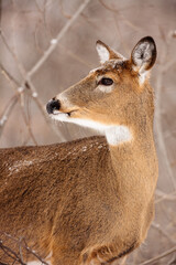 Whitetail deer very alert in Wisconsin winter