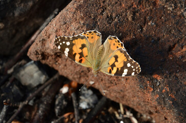 Butterfly Red admiral, Vanessa atalanta
