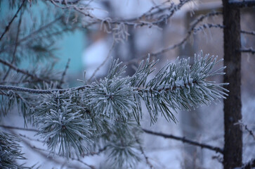 Pine branch in frost and snow