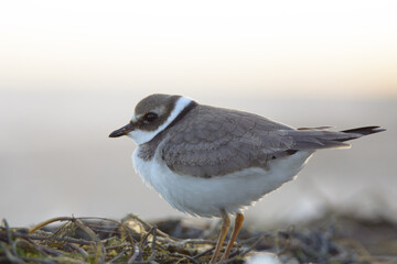 Common ringed plover