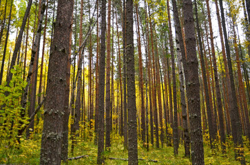 Birch forest, tree trunks, yellow foliage