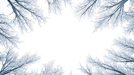 Winter Tree Branches Frame Light Gradient Background with Room for Typography