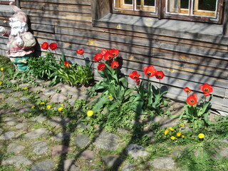 Different Macro Flowers during summer time in Belarus