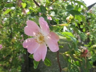 Different Macro Flowers during summer time in Belarus
