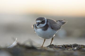 Common ringed plover