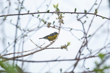 Migrating Magnolia Warbler on a thin branch