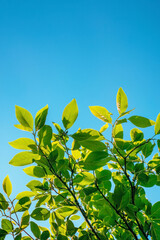 Obraz premium Vertical Green tree against blue sky during sunset. low angle of green tree branches.