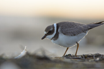 Common ringed plover