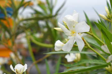 Nerium oleander in bloom, White siplicity bunch of flowers and green leaves on branches, Nerium...