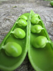 Green |Fresh Peas in Closeup Mode in Belarus