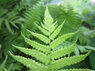 Green leaves in Closeup Mode during summer in Belarus