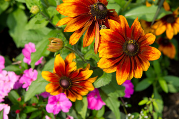 Fleur jaune et rouge avec abeille