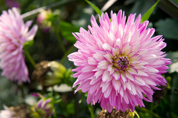 Fleur blanche et rose en pompon