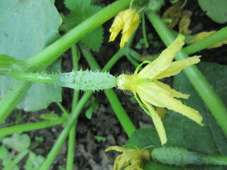 beautiful closeup flowers during summer time in Belarus
