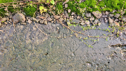 Green moss on wet concrete. Background for design. Apocalyptic mood, selective focus  