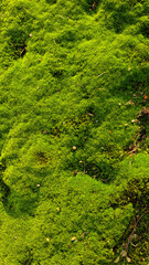 Green moss. Background for design. Apocalyptic mood, selective focus  
