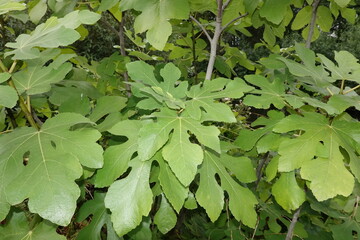 fig leaves