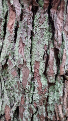 Green moss on the trunks of old pine trees, selective focus