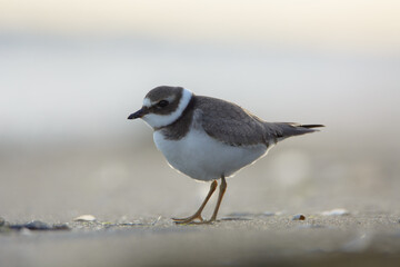 Common ringed plover