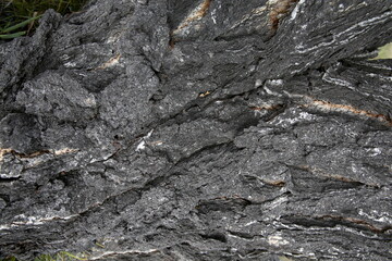 Tree bark texture, birch