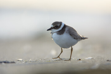 Common ringed plover