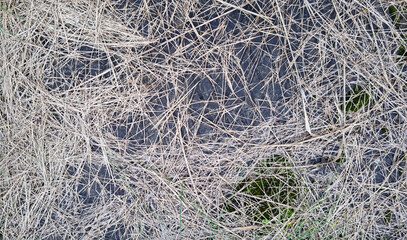 Texture of dry mown grass on concrete. Background for design