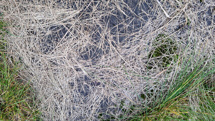 Texture of dry mown grass on concrete. Background for design