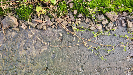 Green moss on wet concrete. Background for design. Apocalyptic mood, selective focus  