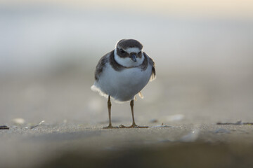 Common ringed plover
