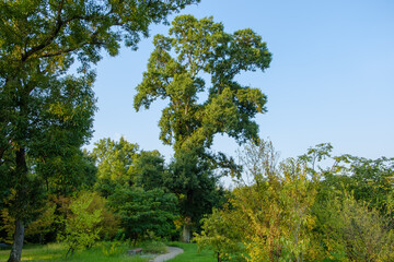 Tall Tree in a Lush Green Park Under Clear Blue Sky