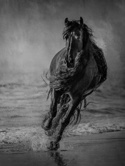 Freisian Horse cantering in mono