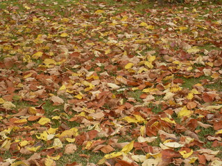 Golden Autumn in village in Belarus