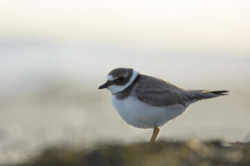 Common ringed plover