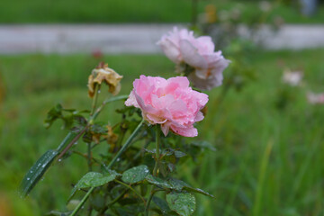 Fototapeta premium Beautiful pink rose flower closeup in garden, A very beautiful rose flower bloomed on the rose tree, Rose flower, bloom flowers, Natural spring flower, Nature