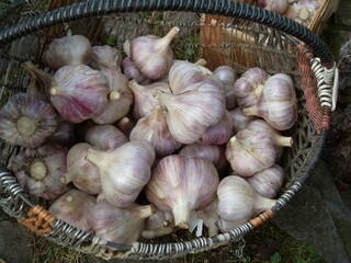 Fresh garlick in the summer season in Belarus
