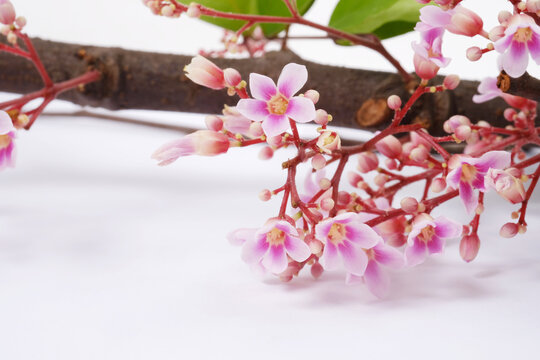 Small pink flowers on white background. Flowers of the Maprang tree.