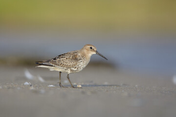 Dunlin