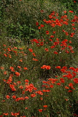 poppies in Pompeii