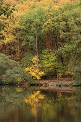 autumn forest reflected in the pond