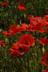 poppies in Pompeii