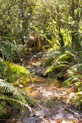 Creek inside a native Araucaria forest in Sao Francisco de Paula, South of Brazil