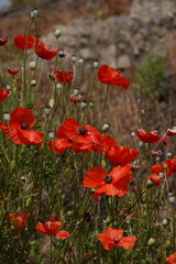 Obraz premium poppies in Pompeii